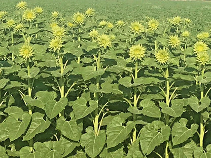 Sunfill Green Double Sunflower Helianthus Annuus – Large Bloom Flower Seeds