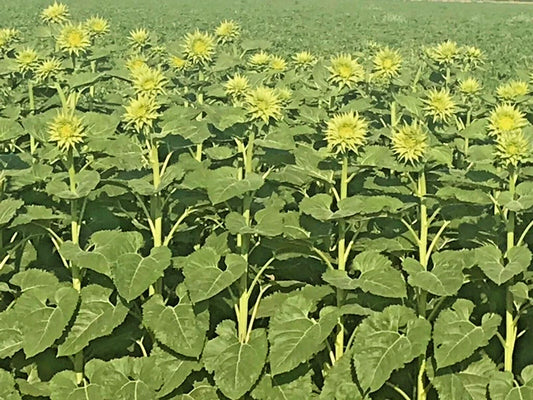 Sunfill Green Double Sunflower Helianthus Annuus – Large Bloom Flower Seeds