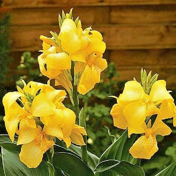 Yellow Cannova Canna – Colorful Perennial Flower Seeds