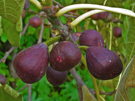 Fig Tree Ficus Carica – Sweet Fruit Garden Seeds