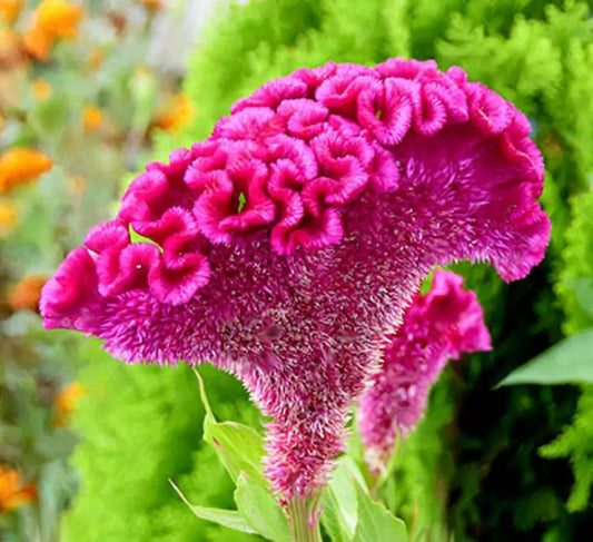 Cockscomb Afghan Brain Celosia Magenta Purple Flower Seeds