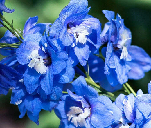 Delphinium Blue Bird Delphinium Cultorum – Colorful Garden Flower Seeds