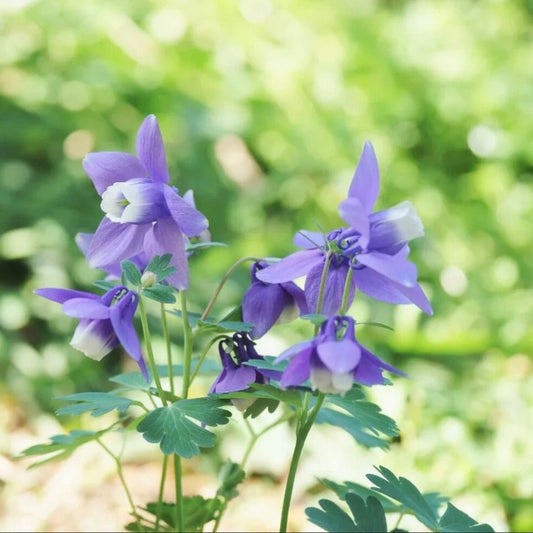 Blue Columbine Aquilegia Caerulea Perennial Flower Seeds