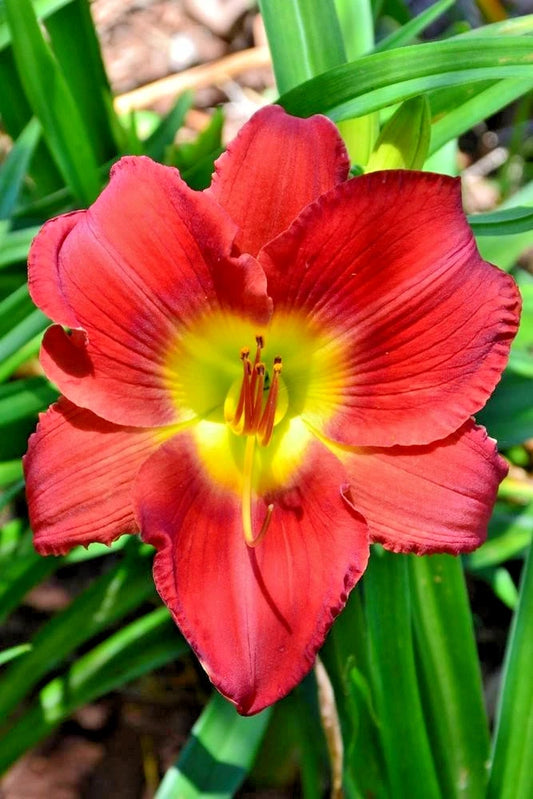 Scarlet Orbit Daylily Hemerocallis Hardy Perennial Flower Seeds