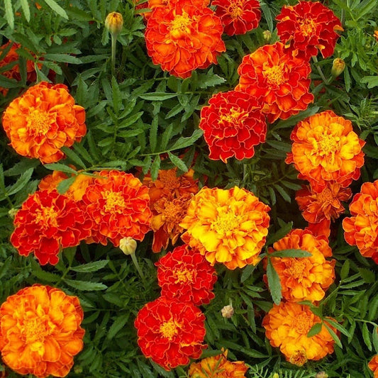 Sparky Mix French Marigold – Colorful Wildflower Garden Seeds