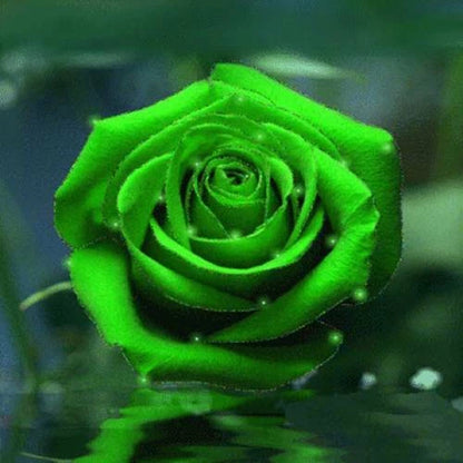 Bright Green Rose – Fragrant, Garden Flower Seeds