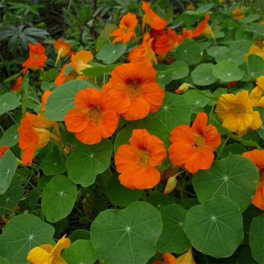 Nasturtium Jewel Mix Tropaeolum Majus – Garden Flower Seeds