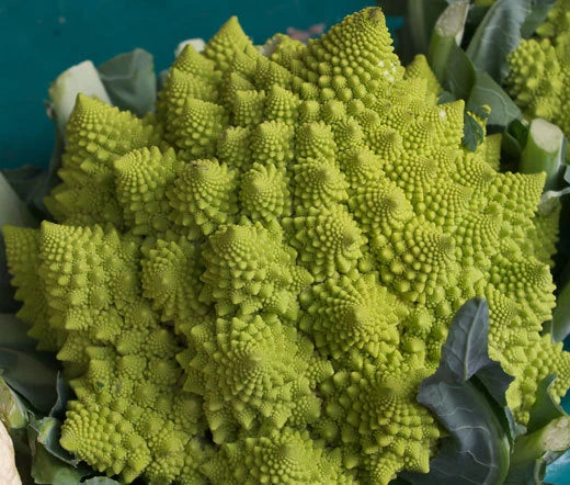 Broccoli Romanesco Brassica Oleracea – Vegetable Garden Seeds