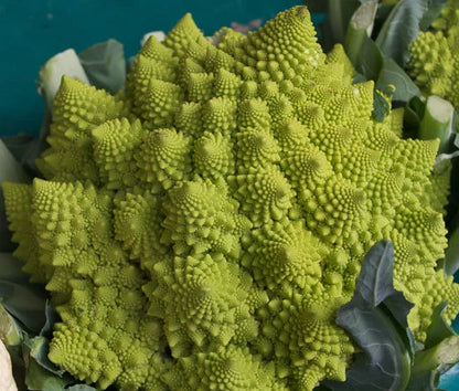 Broccoli Romanesco Brassica Oleracea – Vegetable Garden Seeds