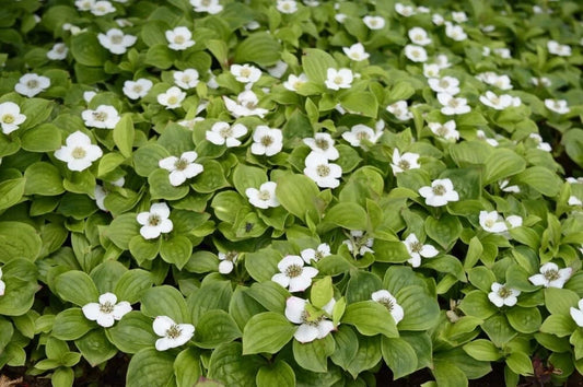 Bunchberry Bush – Fruit Tree Seeds