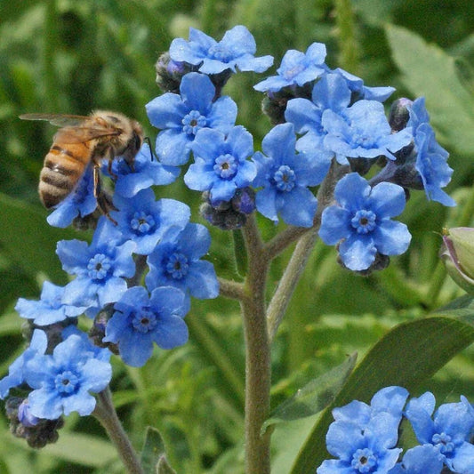 Chinese Forget Me Not Colorful Wildflower Garden Seeds