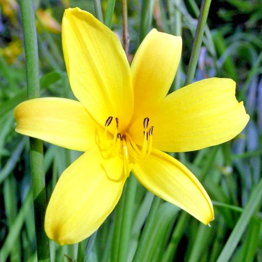 Thunberg’s Daylily Hemerocallis Thunbergii – Tall Perennial Flower Seeds