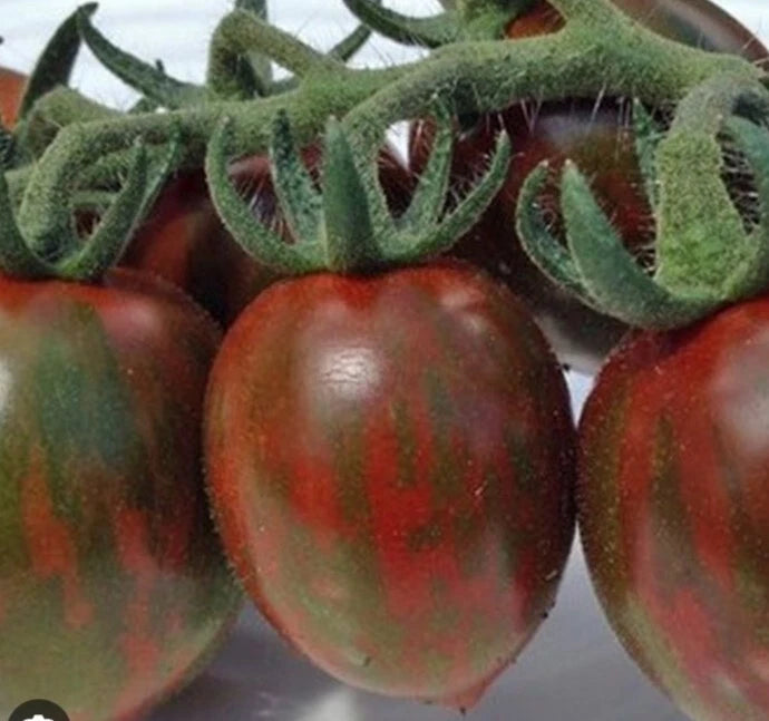 Chocolate Sprinkles Tomato – Cherry Vegetable Garden Seeds