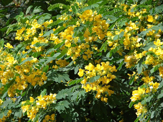 Scrambled Egg Cassia Glauca – Flowering Shrub Tree Seeds