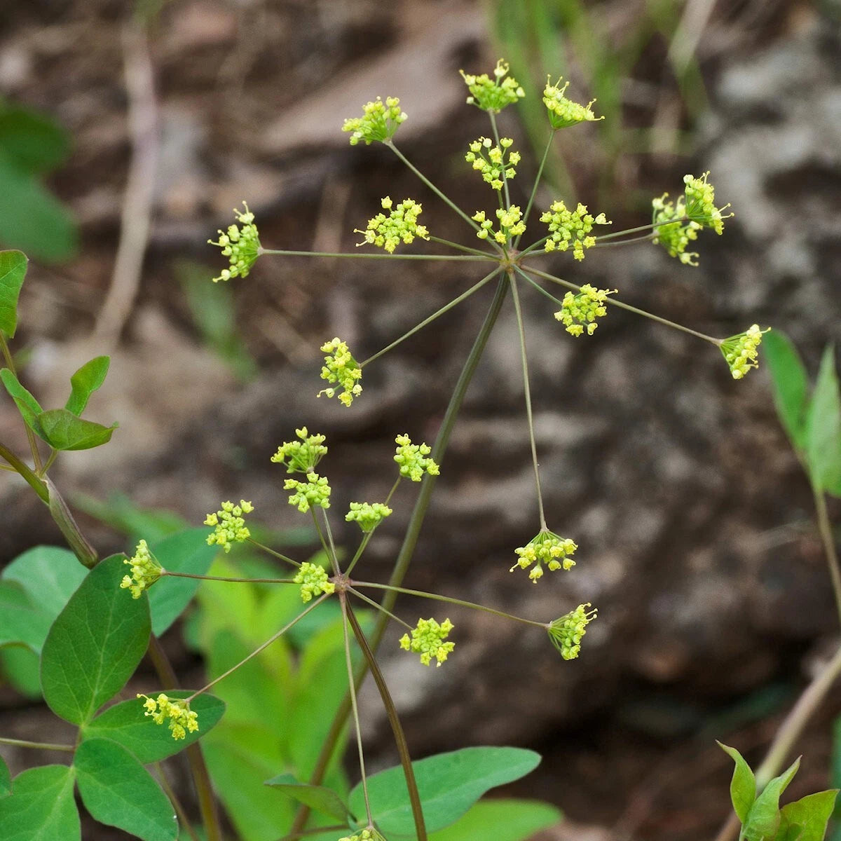 Yellow Pimpernel – Colorful Wildflower Garden Seeds