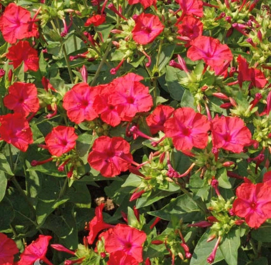 Red Four OClock Mirabilis Jalapa – Colorful Garden Flower Seeds