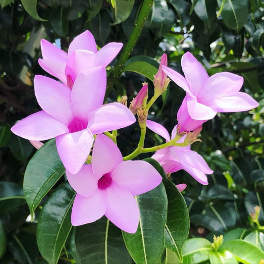Cryptostegia Grandiflora – Flowering Rubber Vine Shrub Seeds