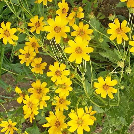 Engelmann Daisy Engelmannia Perennis – Colorful Wildflower Garden Seeds
