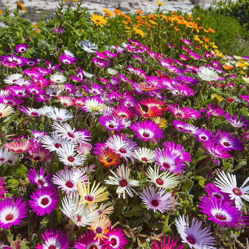Mesembryanthemum Magic Carpet Perennial Ice Plant Seeds