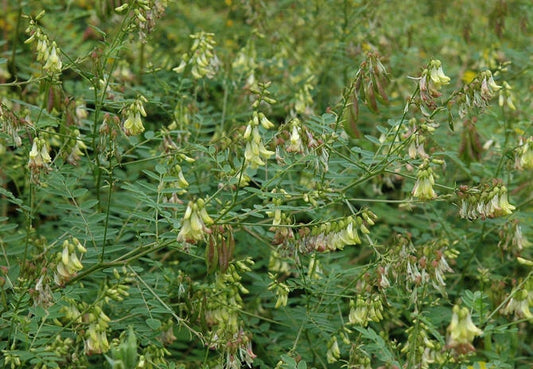 Astragalus Membranaceus – Milk Vetch Herb Seeds