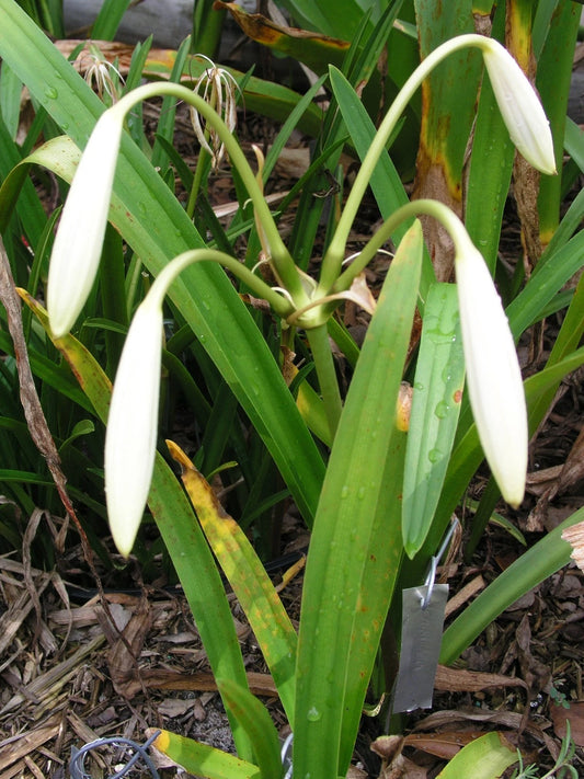 Crinum Lily Caribaeum Large Blooming-size Bulb - New - Flower Seeds