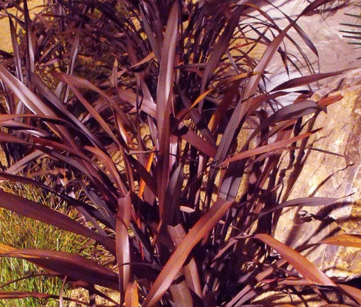 New Zealand Flax Phormium Tenax Purpureum Ornamental Plant Seeds