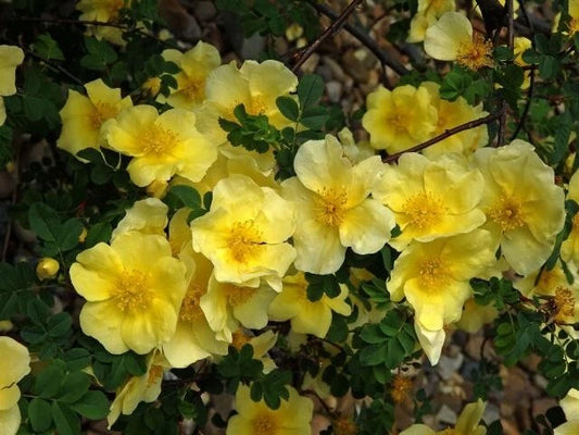 Rosa Xanthina Fragrant Yellow Rose Shrub Seeds