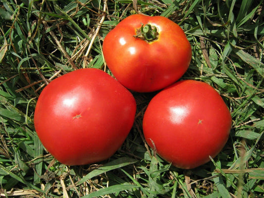 Marglobe Tomato – Heirloom Vegetable Seeds