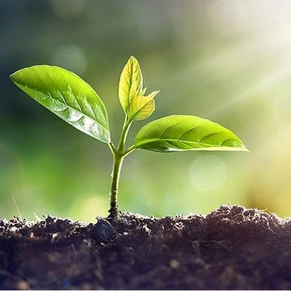Chocolate Sunflower Seeds For Planting Exotic Flowers