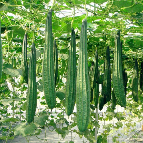 Smooth or Ridged gourdsAngled LuffaChinese OkraSponge gourdsLuffa Seeds - Flower Seeds