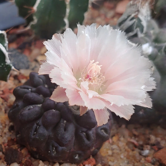 Eriosyce Odieri Subsp Glabrescens – Succulent Cactus Garden Seeds