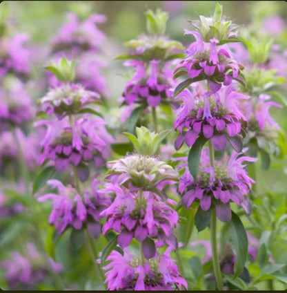 Lemon Mint Monarda Citriodora Fragrant Herb Flower Seeds