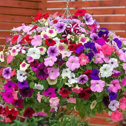 Petunia Nana Compacta Half-Hardy Annual Flower Seeds