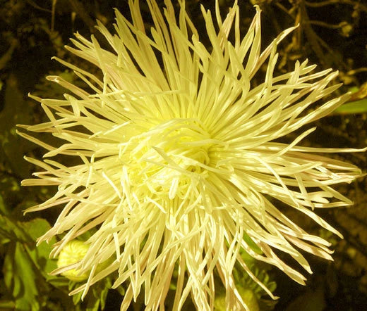 Aster Needle Unicum Yellow Callistephus Chinensis – Colorful Garden Flower Seeds