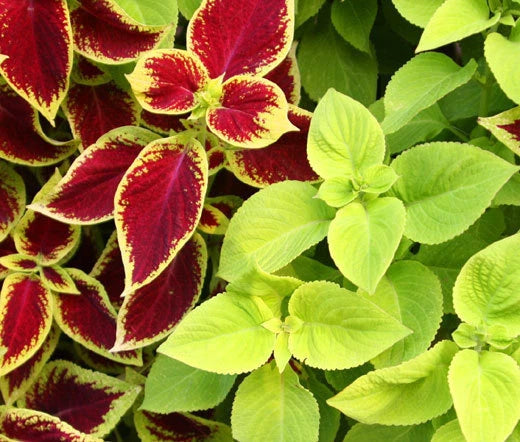 Coleus Under The Sun Fuseables Solenostemon Scutellarioides – Colorful Garden Flower Seeds