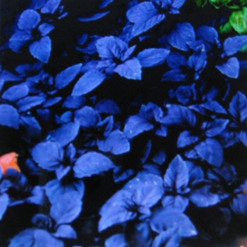 Dark Opal Basil – Garden Herb Seeds