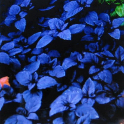 Dark Opal Basil – Garden Herb Seeds