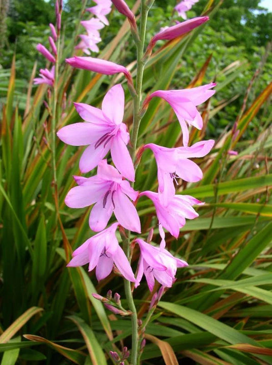 Watsonia Borbonica Pink Cape Bugle Lily Flower Seeds