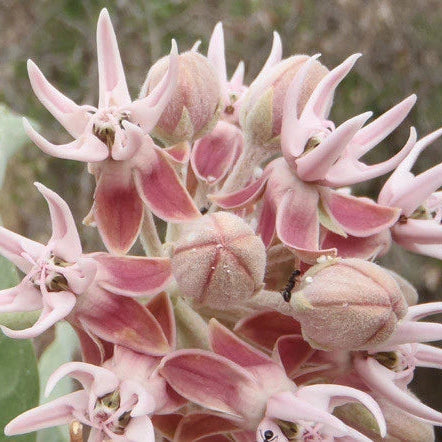 Asclepias Speciosa – Showy Milkweed Wildflower Seeds