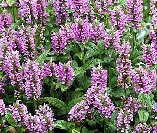 Catmint Pink Cat Nepeta Nervosa – Fragrant Garden Flower Seeds