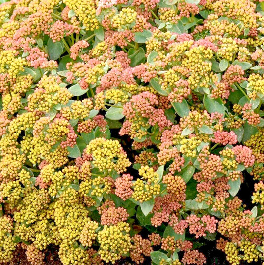 Coral Jade Sedum Sedum Coraljade – Hardy Succulent Garden Seeds