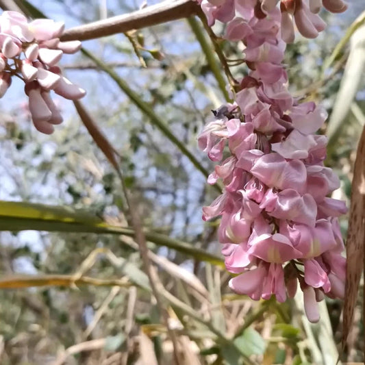 Gliricidia Sepium – Flowering Nitrogen Fixing Tree Seeds