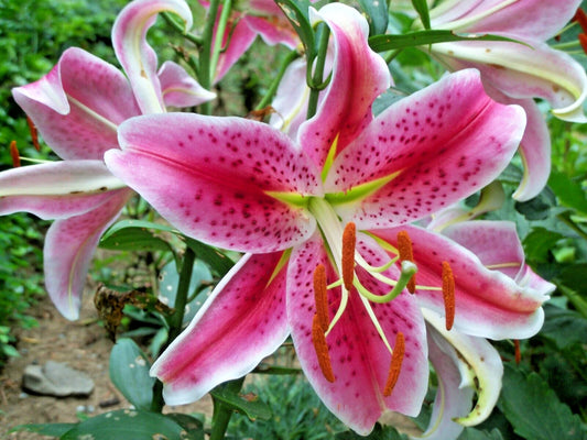 Stargazer Lily Lilium Fragrant Perennial Flower Seeds