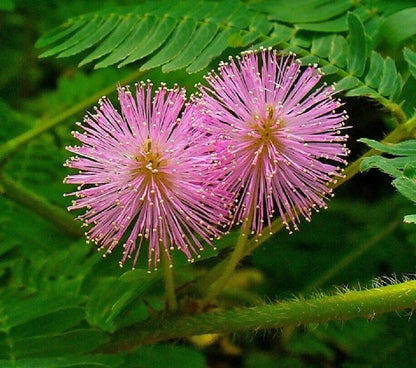 Sensitive Plant Mimosa Pudica Touch Me Not Herb Seeds
