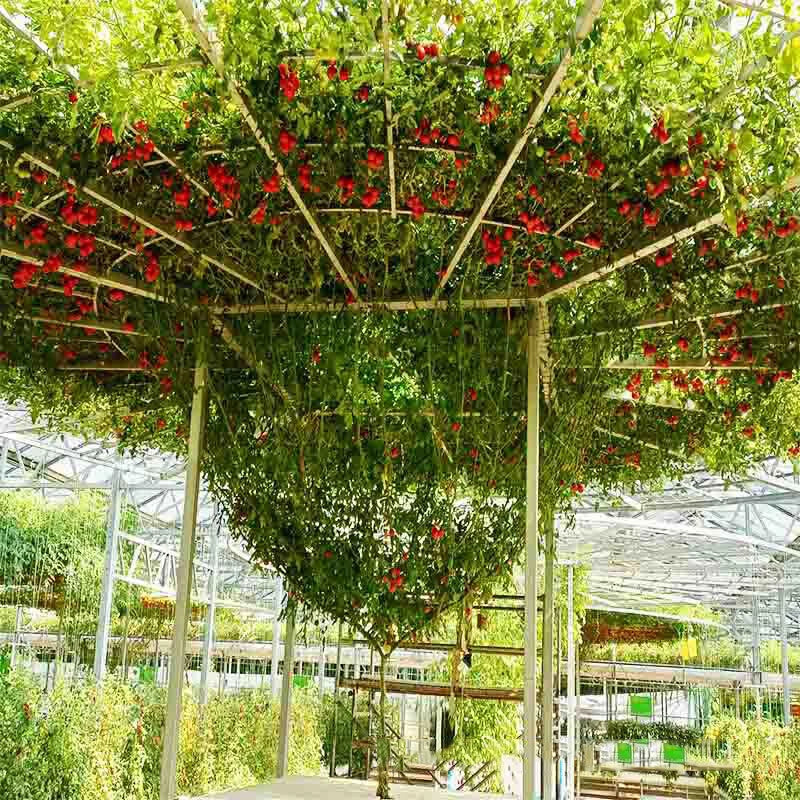 Giant Tree Tomato – Heirloom Vegetable Seeds