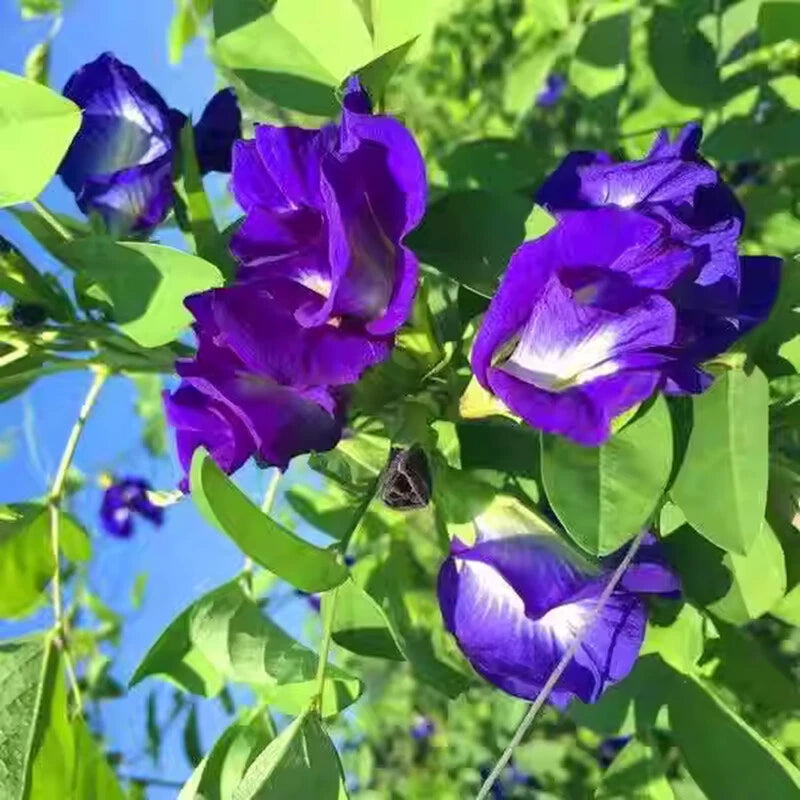 Blue Butterfly Pea Clitoria Ternatea Flower Vine Seeds
