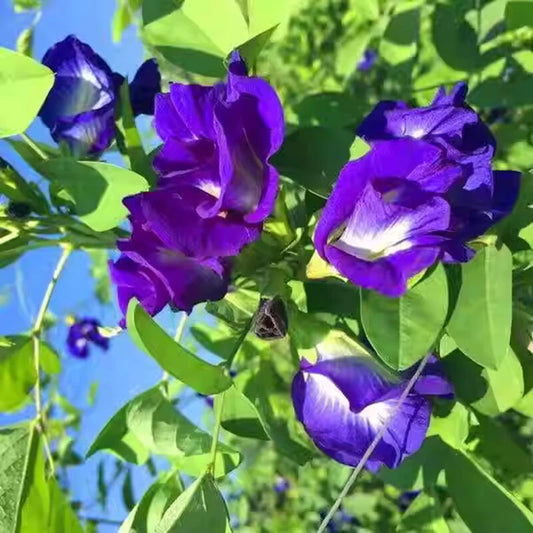 Blue Butterfly Pea Clitoria Ternatea Flower Vine Seeds