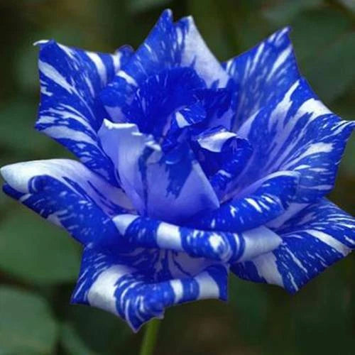 Blue Dragon Haze Rose Rose Bush Rare-Seeds Garden Plant - Flower Seeds