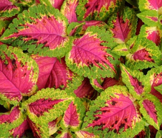Coleus Solenostemon Scutellarioides – Versa Watermelon Garden Seeds