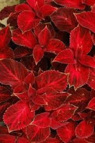 Coleus Wizard Velvet – Annual Flower Seeds for Planting